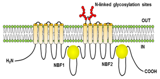 ProSci Membrane Fraction Antigen