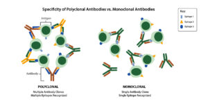 Specificity of polyclonal antibodies vs. monoclonal antibodies